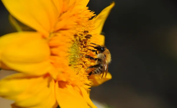 Μέλισσα κοντινό πλάνο σε ηλιέλαιο — Φωτογραφία Αρχείου
