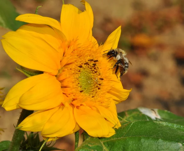Bee close up on sunflower — Stock Photo, Image