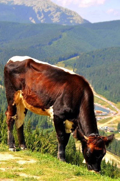 Vacas pastando en las montañas en el fondo — Foto de Stock