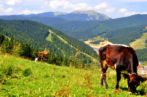 Arka planda Dağları'nda otlayan inekler — Stok fotoğraf