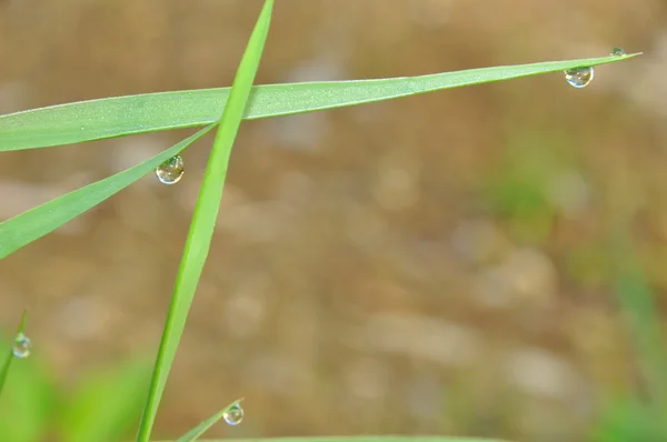 Dew on a grass in spring — Stock Photo, Image