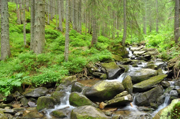 Skog och berg flod i Karpaterna — Stockfoto