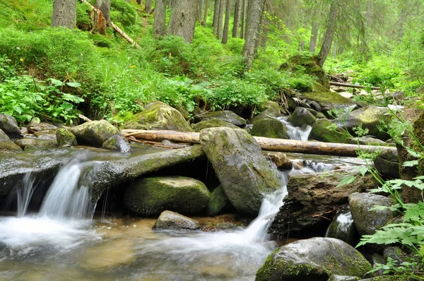 Skog och berg flod i Karpaterna — Stockfoto