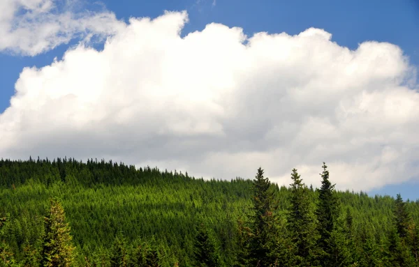 Beautiful landscape in the Carpathian mountains Stock Image