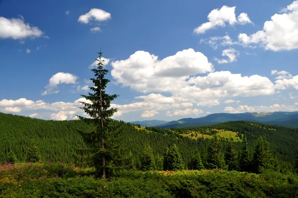 Karpat Dağları 'nın güzel manzarası