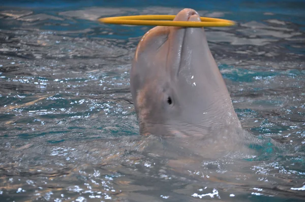 Balena beluga (balena bianca) in acqua — Foto Stock