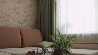 Masada dinozor heykelcikleriyle kanepede zıplayan bir çocuk. Şapkalı küçük kaşif. Orta Çekim.