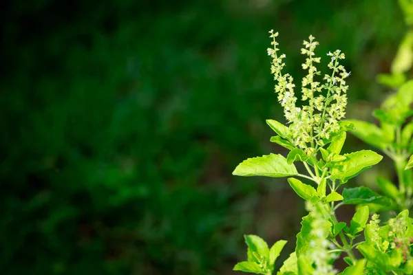 Holy Basil Hot Basil Thai Basil Ocimum Sanctum — Stock fotografie