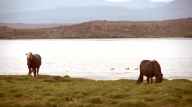 Atların yanında bir göl