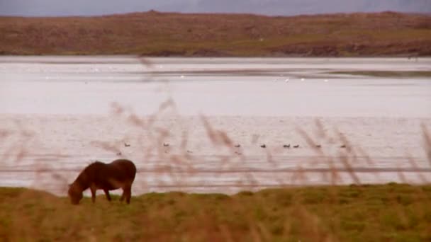 Horse by a lake, eating grass — Stock Video