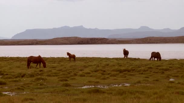 Horses by a lake — Stock Video