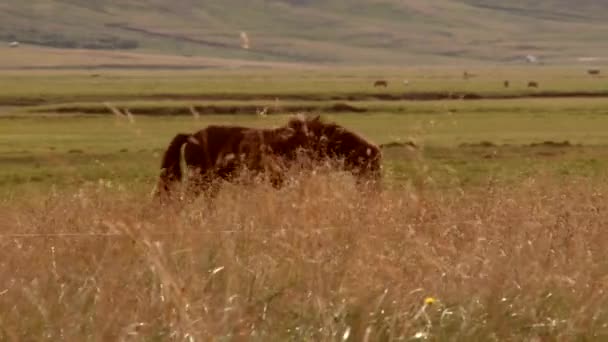 Camera pans with horses in Iceland. — Stock Video