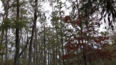 Bataklık ağaçlarda