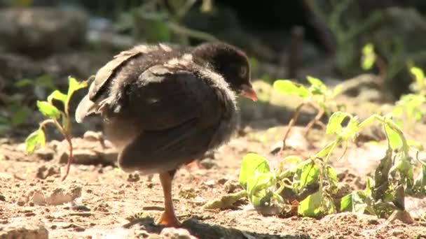 Injured little chick — Stock Video