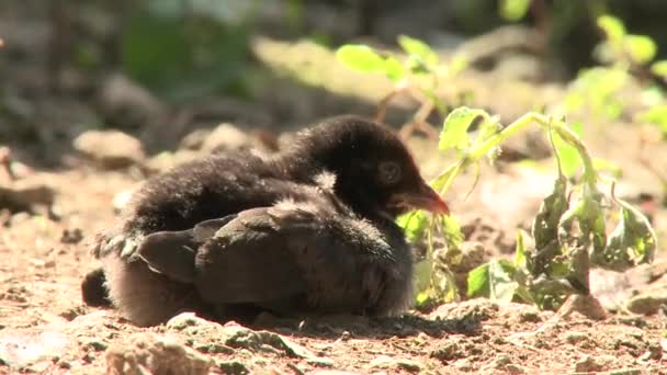 Küken auf Bauernhof ausgesetzt — Stockvideo