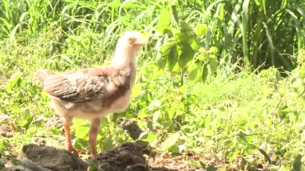 Kleines Huhn läuft aus dem Rahmen — Stockvideo