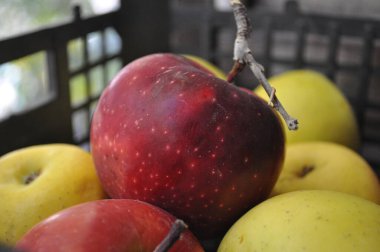 Hasat et. Sonbahar, Almaty 'de kırmızı elma ve yapraklarla dolu.