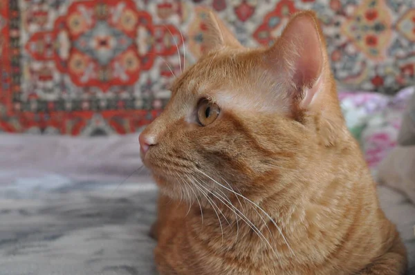 Mooie Jonge Rode Kat Kat Ligt Het Bed Kijkt Goed — Stockfoto