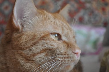 Güzel, genç, kırmızı kedi. Kedi yatağın üzerinde yatıyor ve yakından bakıyor. Sevimli ergen kedi yavrusu. Özenli bir hayvan..