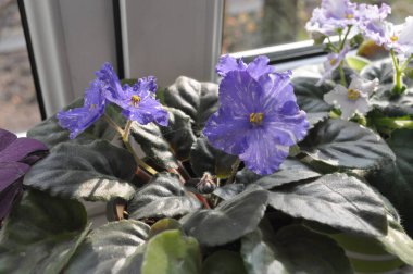 Mavi menekşe pencere pervazında çiçek açıyor. Lekeli mavi menekşe çiçekleri.