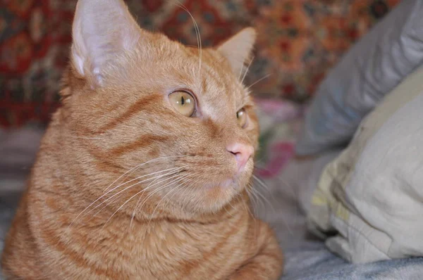 Mooie Jonge Rode Kat Kat Ligt Het Bed Kijkt Goed — Stockfoto