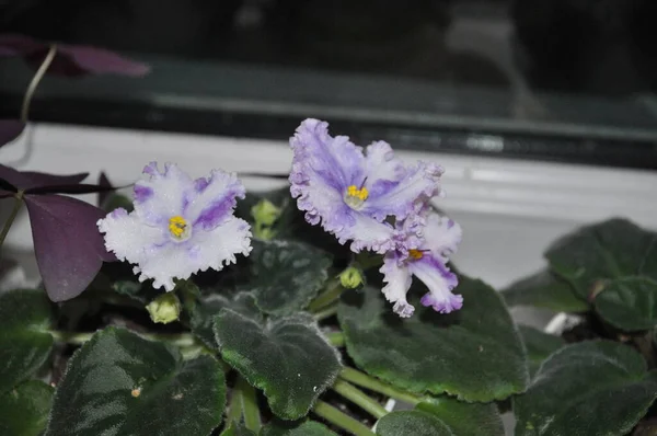 Blå Violen Blommar Fönsterbrädan Blommor Blå Violett Speckle — Stockfoto
