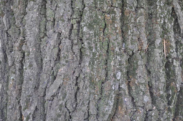 Trädets Bark Fln För Tapeter Bakgrund För Fotografering Textur Ett — Stockfoto