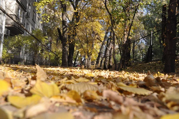 Ein Weg der Herbstblätter — Stockfoto