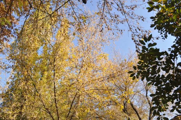 Trees in the autumn park against the sky