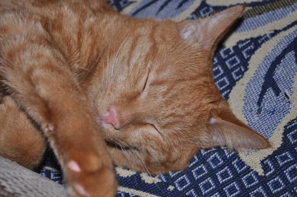 Gato vermelho dorme na cama — Fotografia de Stock