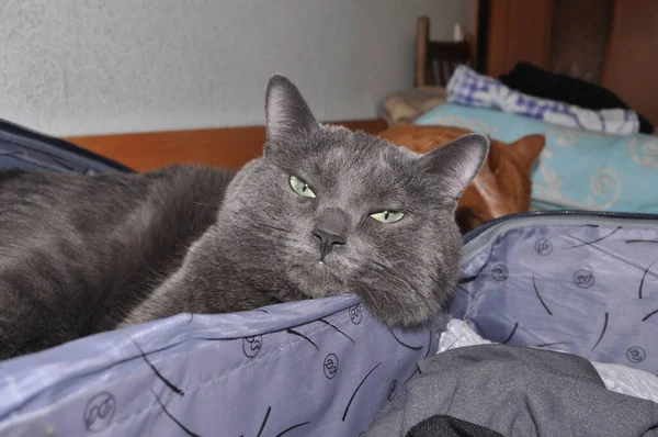 Gray Cat Lying Suitcase Beautiful British Cat Blue Cat Purebred — Stock Photo, Image