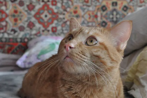 Gato vermelho jaz na cama — Fotografia de Stock