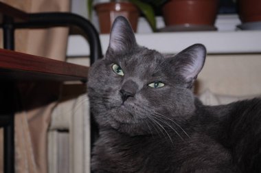 Kedi, dairede. Gri kedi. Mavi genç kedi.