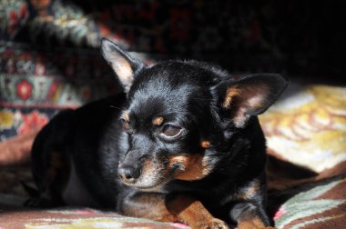 Köpek yatağın üstünde. Güzel siyah bir Rus oyuncak teriyeri kanepede yatıyor. Evcil hayvan. Köpek güneş ışınlarının tadını çıkarıyor..