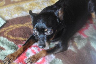 Köpek yatağın üstünde. Güzel siyah bir Rus oyuncak teriyeri kanepede yatıyor. Evcil hayvan. Köpek güneş ışınlarının tadını çıkarıyor..