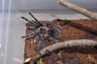 Teraryumda örümcek kuşları. Ev yapımı bir örümcek. Alışılmadık bir hayvan. Kuş, cırcır böceği ve böcek yer..