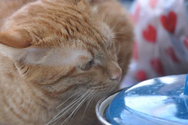 Kızıl kedi gözlerinin içine bakar. Güzel bir kırmızı kedi dikkatlice bakar. Meraklı kedi..