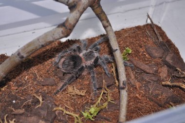 Teraryumda örümcek kuşları. Ev yapımı bir örümcek. Alışılmadık bir hayvan. Kuş, cırcır böceği ve böcek yer..