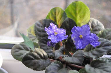 Mavi menekşe pencere pervazında çiçek açıyor. Lekeli mavi menekşe çiçekleri.