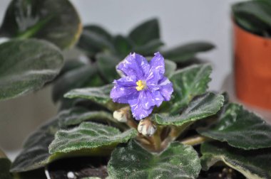 Mavi menekşe pencere pervazında çiçek açıyor. Lekeli mavi menekşe çiçekleri.