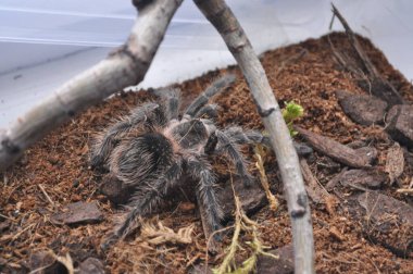 Teraryumda örümcek kuşları. Ev yapımı bir örümcek. Alışılmadık bir hayvan. Kuş, cırcır böceği ve böcek yer..