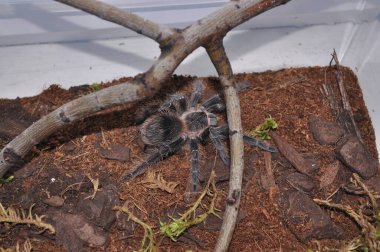 Teraryumda örümcek kuşları. Ev yapımı bir örümcek. Alışılmadık bir hayvan. Kuş, cırcır böceği ve böcek yer..