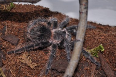 Teraryumda örümcek kuşları. Ev yapımı bir örümcek. Alışılmadık bir hayvan. Kuş, cırcır böceği ve böcek yer..
