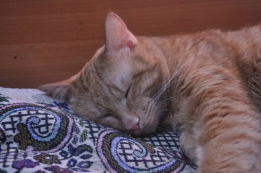 Kızıl kedi yatakta uyur. Yemekten sonra dinlenen turuncu kedi. Yatak odasında zencefil renkli kedi. Evlatlık evcil hayvan. Kırsal kesimde rüya gören sevimli bir hayvan. Yaz tatilinde turuncu kedi. Şirin kedi.