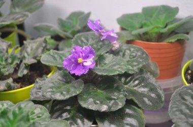 Mavi menekşe pencere pervazında çiçek açıyor. Lekeli mavi menekşe çiçekleri.