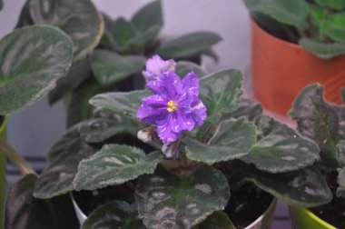 Mavi menekşe pencere pervazında çiçek açıyor. Lekeli mavi menekşe çiçekleri.