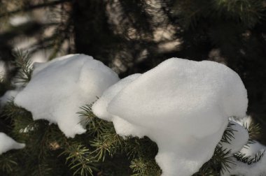 Ormandaki ladin. Karda ağaç dalları. Karla kaplı ağaç. Yeşil güzellik.