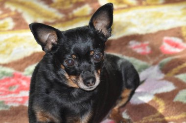 Rus Oyuncak Teriyeri. Oyuncak teriyer yakın plan. Siyah bir köpek. Küçük Köpek