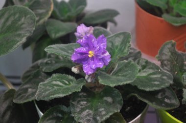 Mavi menekşe pencere pervazında çiçek açıyor. Lekeli mavi menekşe çiçekleri.