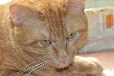 Kızıl kedi gözlerinin içine bakar. Güzel bir kırmızı kedi dikkatlice bakar. Meraklı kedi..